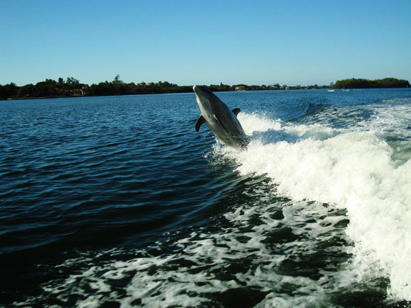 Beach  parasailing-dolphins